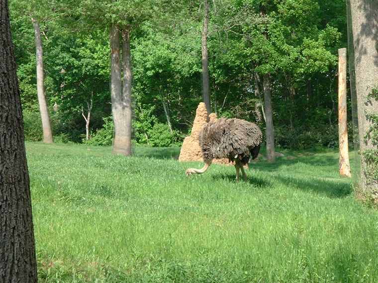 Ostrich or Emu?